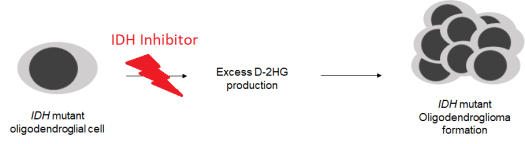 Simplified IDH mutation pathway with Inhibitor Block