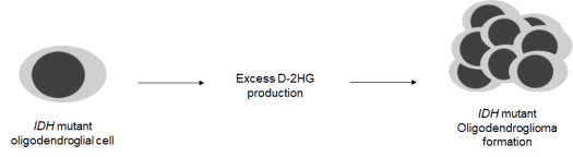 Simplified IDH mutation pathway